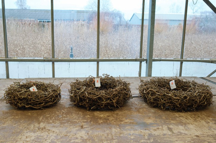Corylus kransen