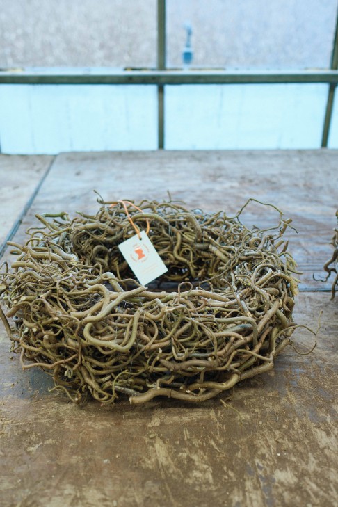 Corylus kransen