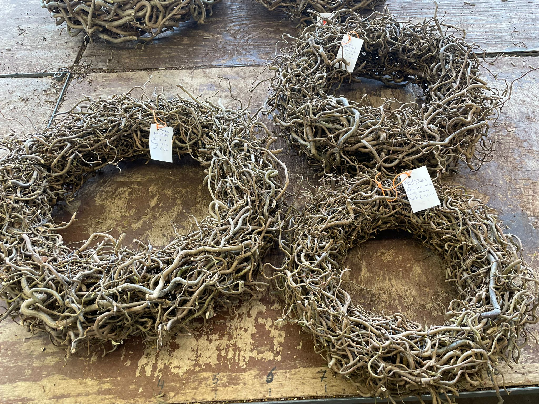 Corylus krans rondom