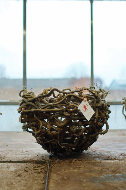 Corylus kransen