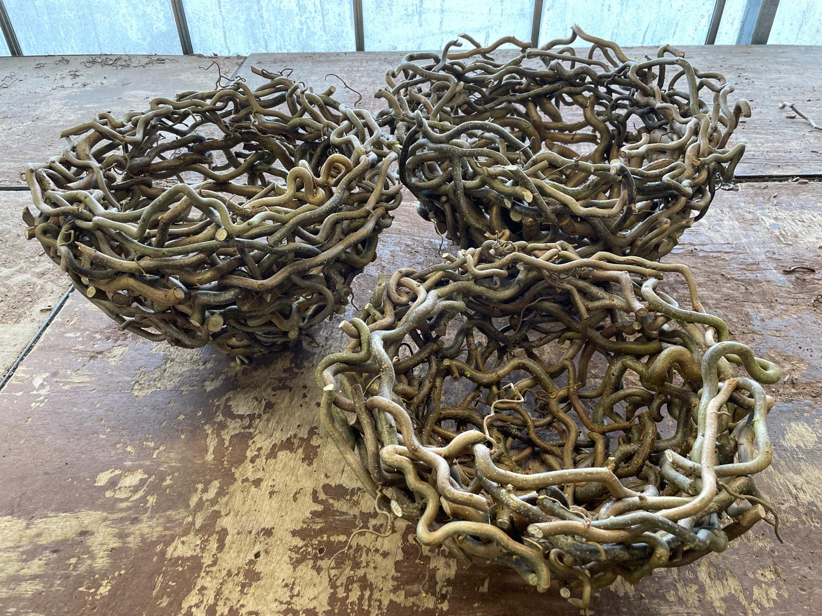 Corylus schaal